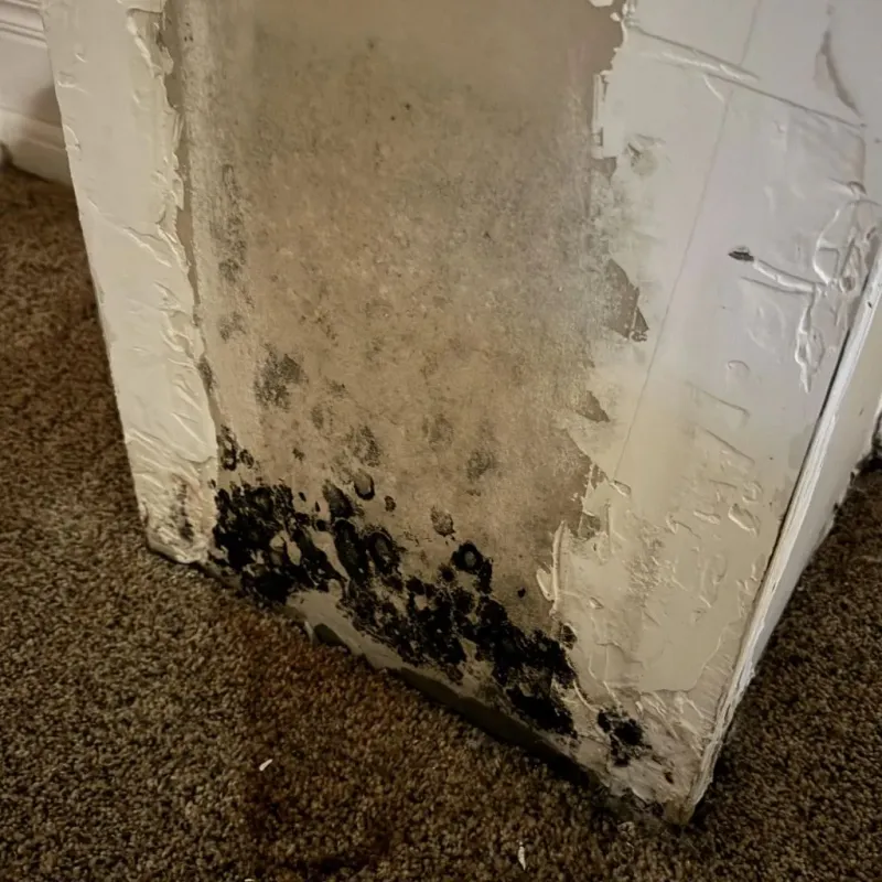 Professional Mold Removal in New Richmond, OH
